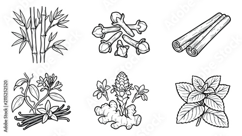 Vintage botanical spice illustrations, hand drawn culinary herbs and spices vector set, black and white line art of cinnamon, vanilla, and ginger