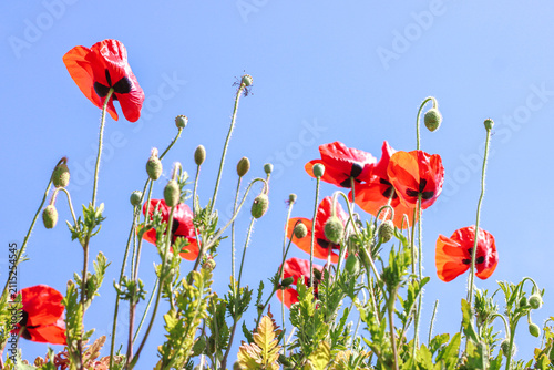 Red poppy flowers blooming in wild summer meadow