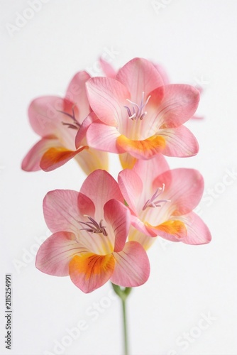 Pink freesia flower bunch on plain white background. Delicate spring petals bloom with yellow center detail. Fresh floral macro shot soft organic texture. Elegant blossom branch for wedding cards