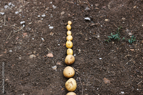 Potato line on a dark soil