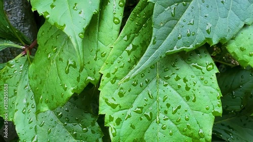 Close-up of vibrant green leaves with water droplets glistening on their surface, showcasing the natural beauty of foliage in a lush outdoor environment