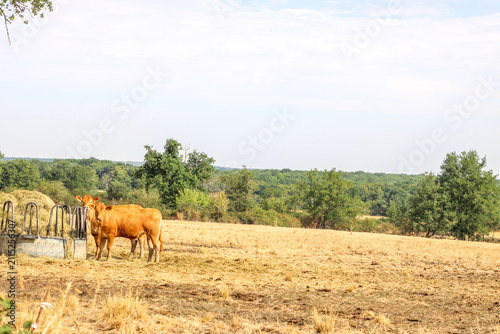 Farm field with cows looking at camera, french countryside