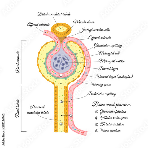 Structures and processes of the renal nephron