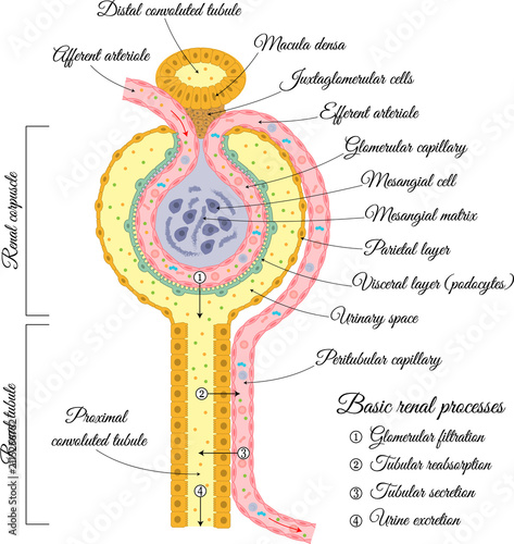 Structures and processes of the renal nephron