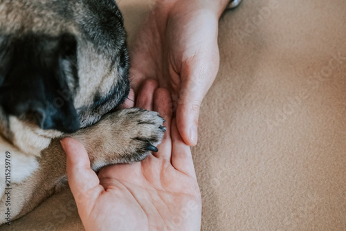 Softly cupped infant fingers within caring parents palms and dog paw. Delicate baby hand cradled tenderly by experienced adult hands in soft lighting. Cute moment with touching between pet and family
