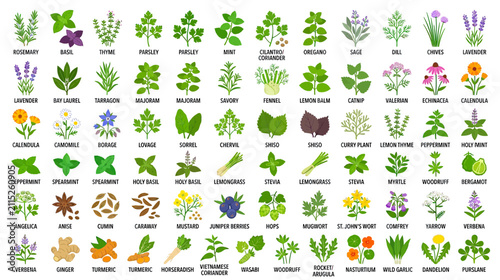 Bild auf Leinwand Collection of Fresh Herbs and Spices