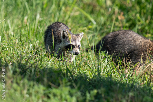 Canvas Print Pair of Raccoons Foraging Together in a Florida Wetland