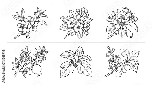 Vintage botanical line art collection, 6 hand drawn fruit tree blossom sketches, black and white floral branch illustrations, garden plant vector set