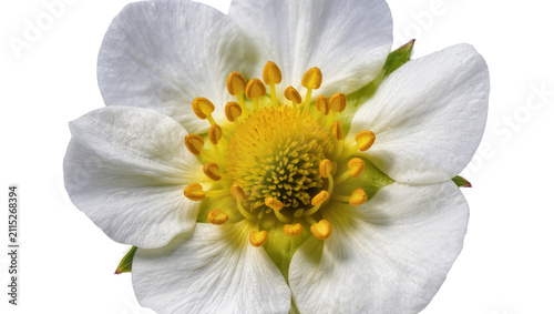 фотографія Isolated delicate strawberry flower with vibrant yellow center and white petals, natural beauty