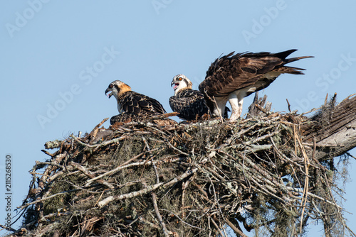 Konstfotografi Three Ospreys Calling Together From Their Nest Under Blue Sky