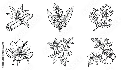 Foto Vintage hand drawn spices and herbs collection, set of 6 botanical vector illust
