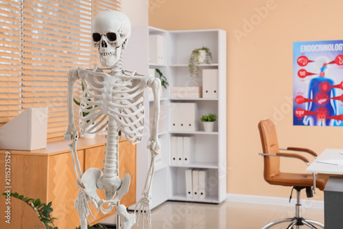 Human skeleton model in mod...