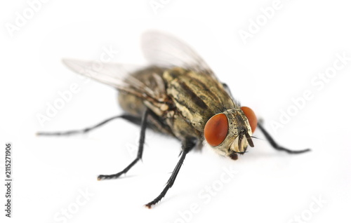 Obraz na płótnie Flesh fly, grey sarcophaga carnaria, isolated on white background, side view