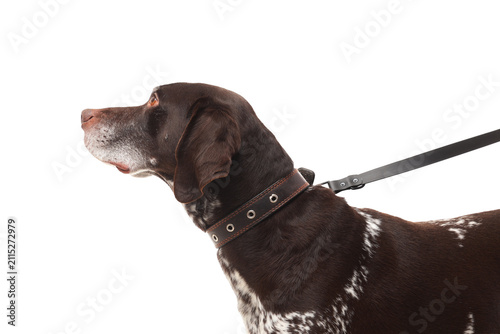 Cute German Shorthaired Poi...