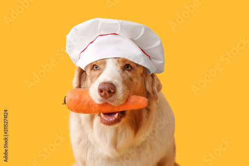 Cute Australian Shepherd do...