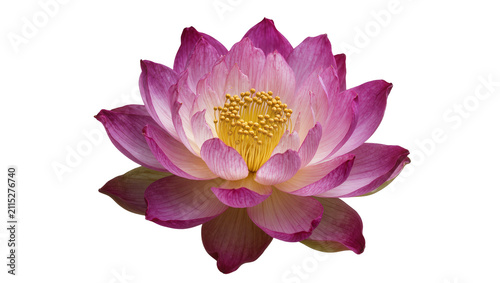 Fotografía Isolated beautiful pink lotus flower blossom with delicate petals and bright yel
