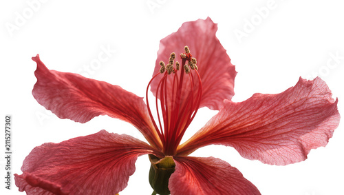 Cuadro en lienzo Isolated vibrant red tropical flower blossom showcasing delicate petals and intricate stamens