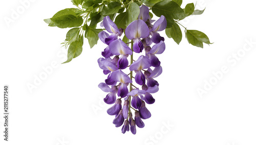 Isolated beautiful purple wisteria flowers with fresh green leaves in a natural cascading cluster.