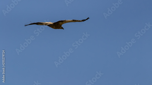 Foto Cinereous Vulture Flying Gliding Across Clear Blue Sky