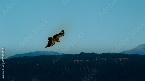 Cuadro en lienzo Cinereous Vulture Flying Gliding Across Clear Blue Sky