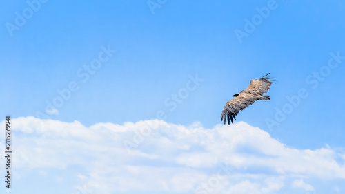 Fotografía Cinereous Vulture Flying Gliding Across Clear Blue Sky