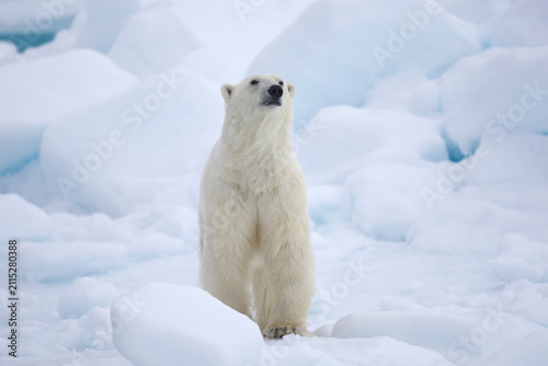 Polar bear on sea ice in the Arctic