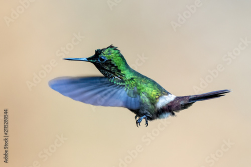 Festive Coquette (Lophornis chalybeus) in flight. Beautiful brazilian hummingbird with red crest flying in Atlantic forest (Mata Atlântica), São Paulo, Rio de Janeiro, Brazil