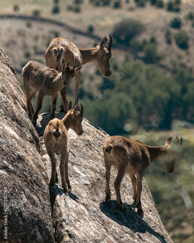 Spanish Ibex family Standing on Rocky Ledge Overlooking Mountain Valley Landscape