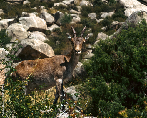 Obraz na plátně Spanish Ibex Standing on Rocky Outcrop in Mountainous Landscape