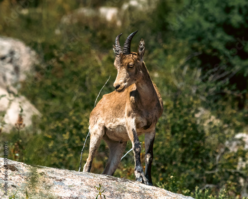 Konstfotografi Spanish Ibex Standing on Rocky Outcrop in Mountainous Landscape