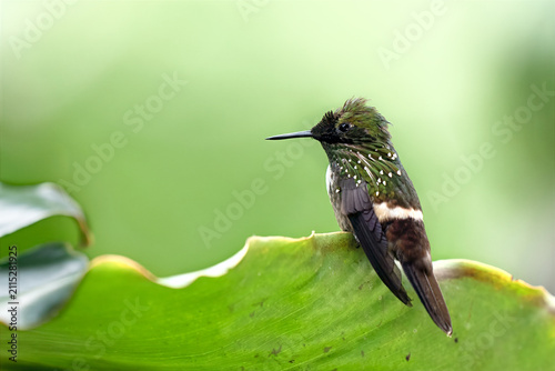 Festive Coquette (Lophornis chalybeus) perched on banana leaf. Beautiful brazilian hummingbird in Atlantic forest (Mata Atlântica), São Paulo, Rio de Janeiro, Brazil
