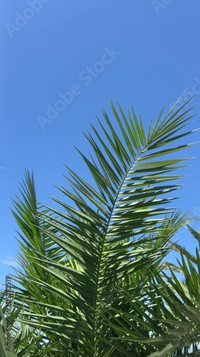 Palm tree leaves against the blue sky waiving on the wind