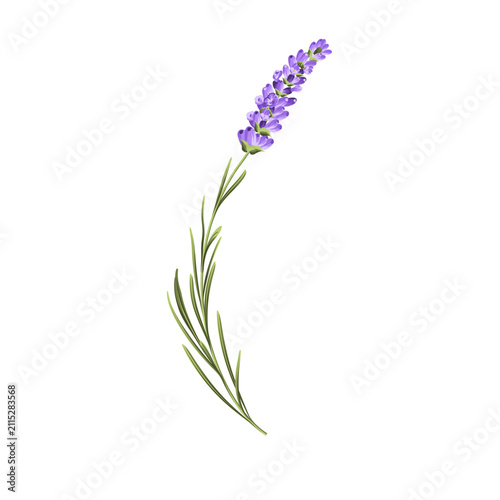 Hand drawn lavender bush vector illustration isolated