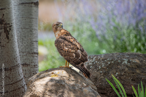 Red Tail Hawk, Durango, Colorado, USA