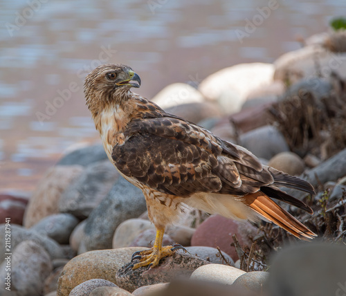 Red Tail Hawk, Durango, Colorado, USA