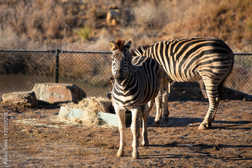 Zebras Grazing Sunlit Enclosure Wildlife Reserve