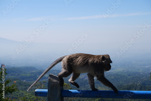 Canvas Print the monkey on the mountain is walking on the blue iron