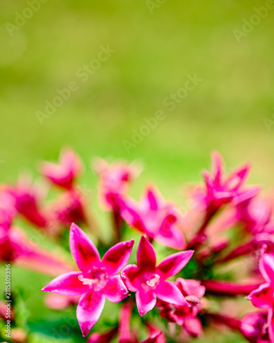 ペンタスの花
