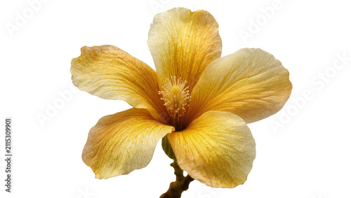 Konstfotografi Isolated vibrant natural yellow tropical flower blossom with delicate petals and