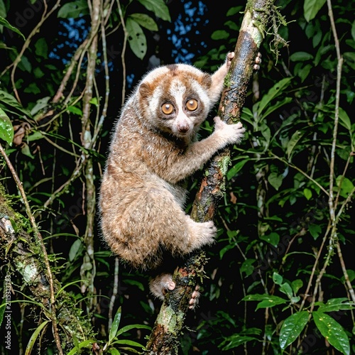 Bengal Slow Loris Clinging to Tree Branch