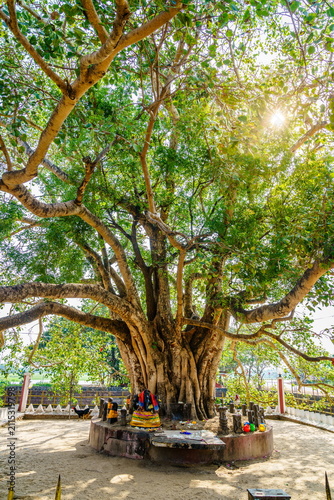 Sacred Bodhi tree shrine in Chilaw, Sri Lanka