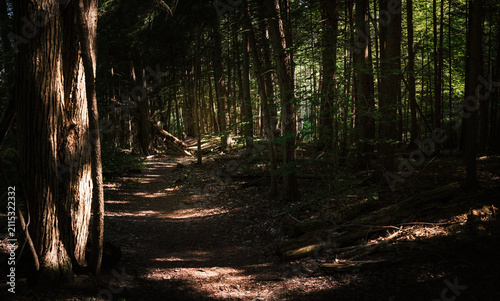 Middlebury Hiking Series: Walking footpath in pine forest along TAM, Trail Around Middlebury, in Vermont, USA