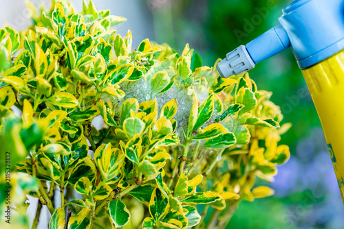 Gardener treating a decorative Euonymus fortunei shrub infested with leaf eating caterpillars. home gardening, ornamental landscape maintenance and healthy plant protection. 
