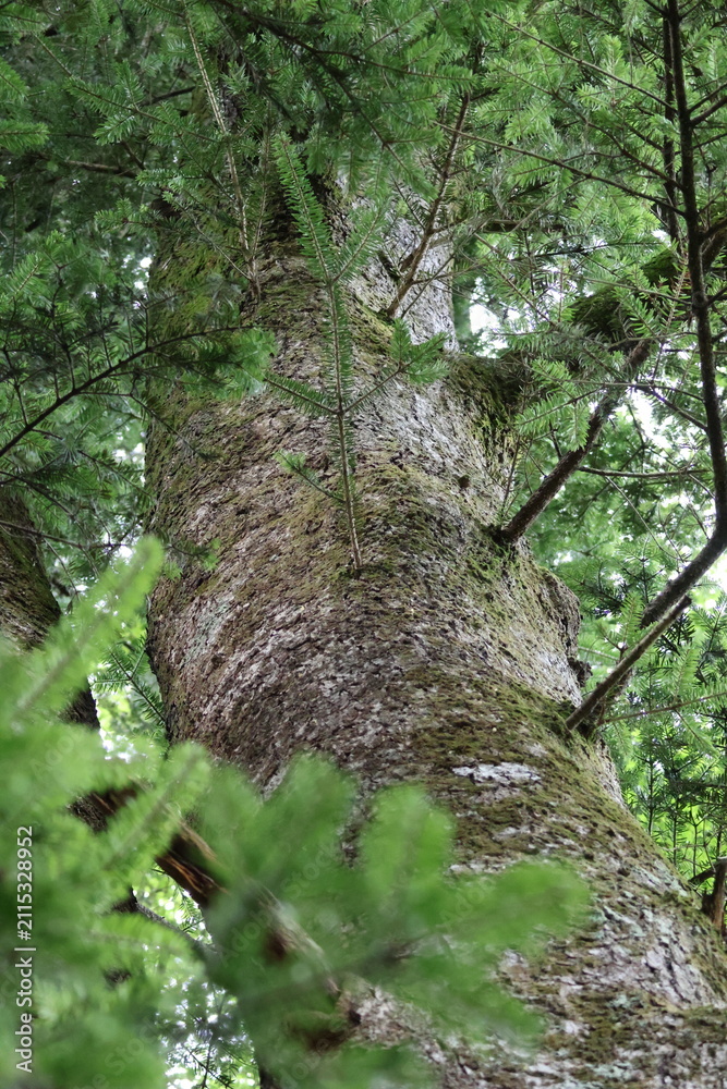 Fototapeta premium tree in the forest