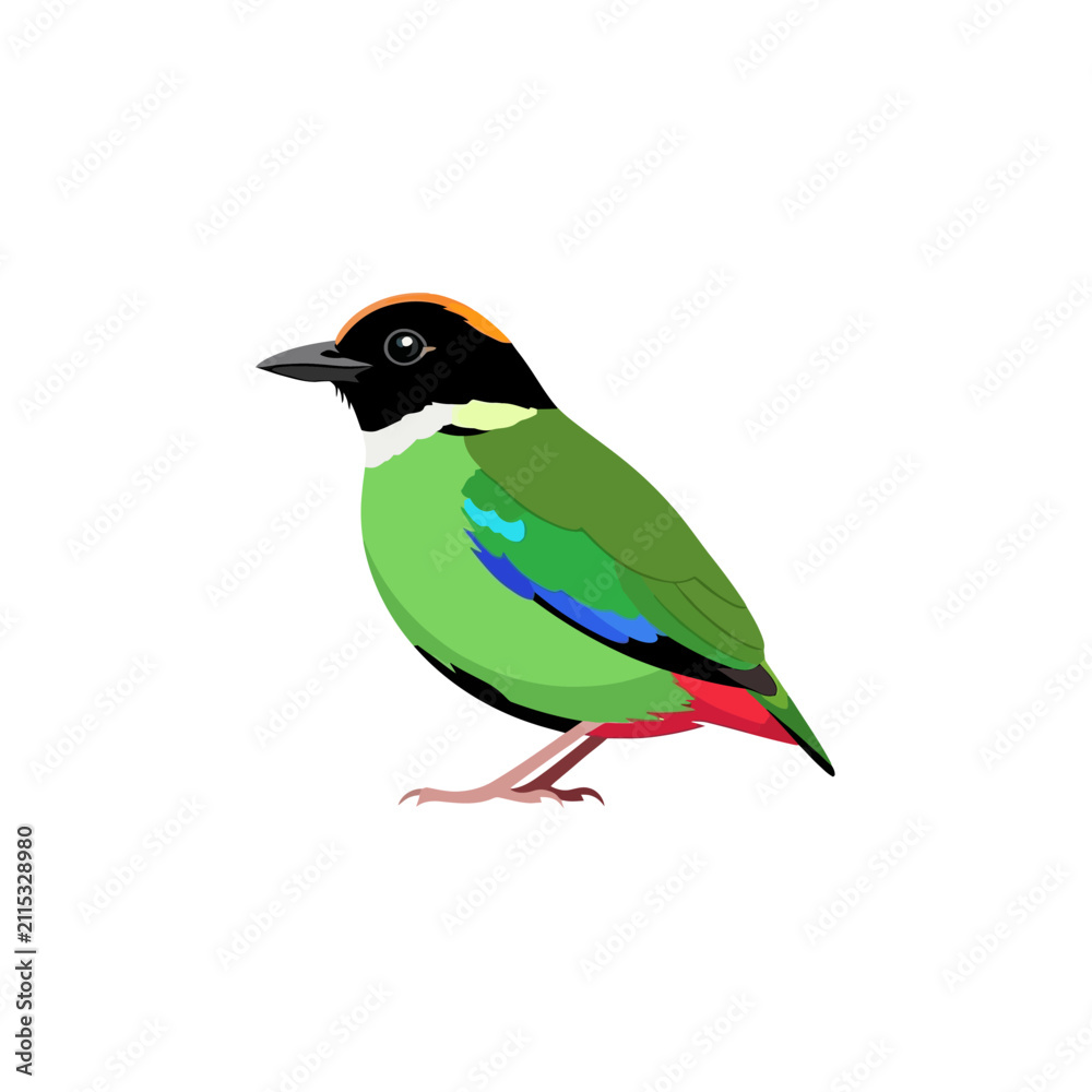 Fototapeta premium Hooded Pitta Bird Illustration - Colorful Tropical Songbird Vector Isolated on White Background