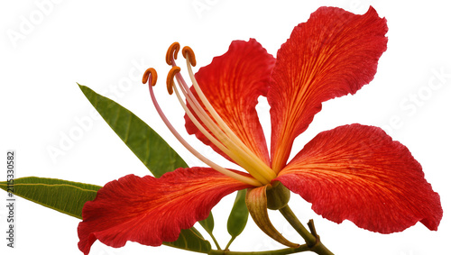 Konstfotografi Isolated vibrant red-orange royal poinciana flower with green leaves and promine