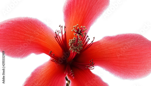 Obraz na płótnie Isolated radiant red flower showcasing its delicate petals and intricate botanic