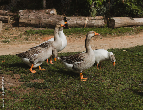 Fotografie Group of Domestic Geese Grazing on Green Grass in Natural Park