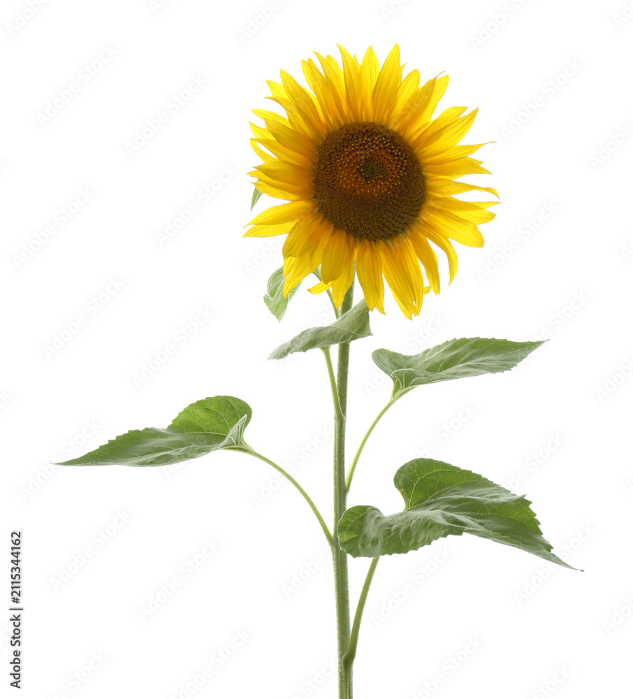 Fototapeta premium Beautiful bright blooming sunflower isolated on white