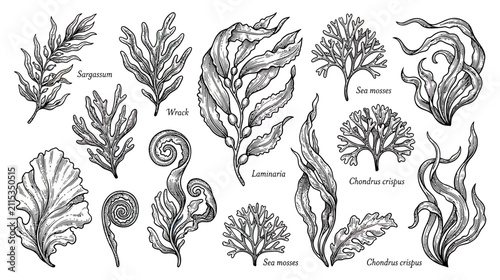 Foto Vintage Botanical Illustration of Various Seaweed Types